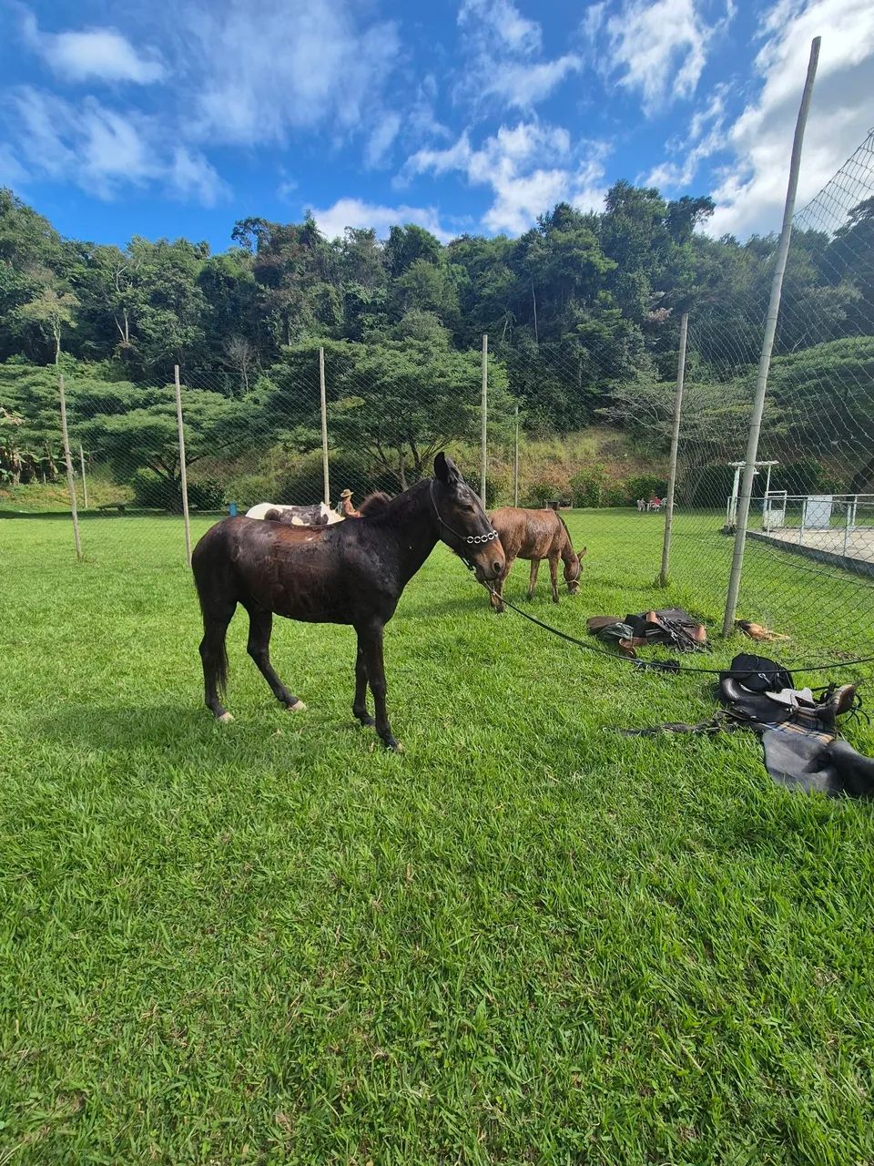 Burro marcha Picada - Foto 4