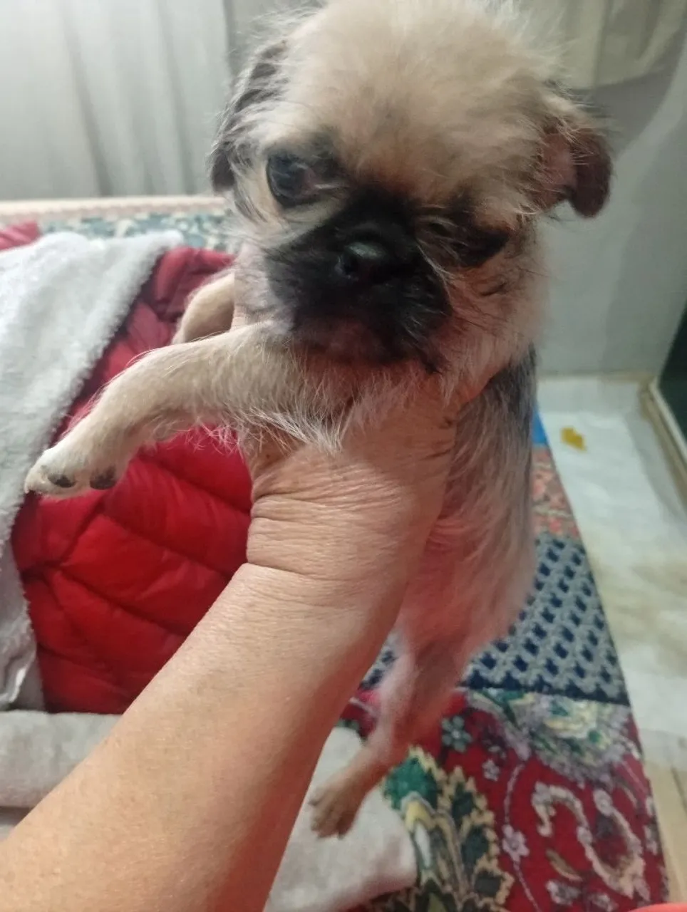2 feminha Shitzu pug