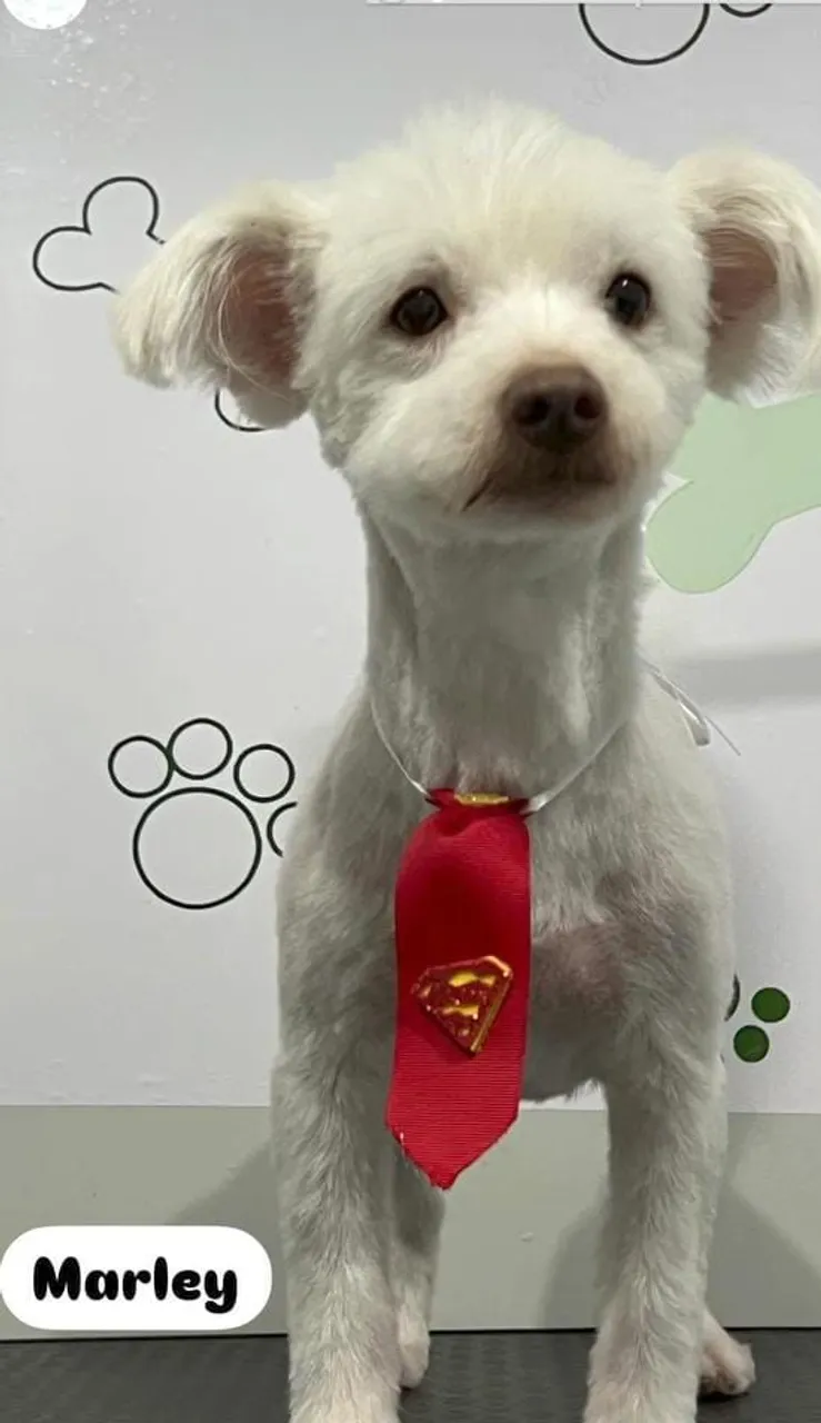Cachorro Maltês