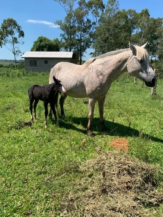 Égua crioula  - Foto 3