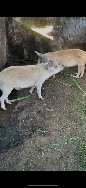 leitões porcos - Foto 6