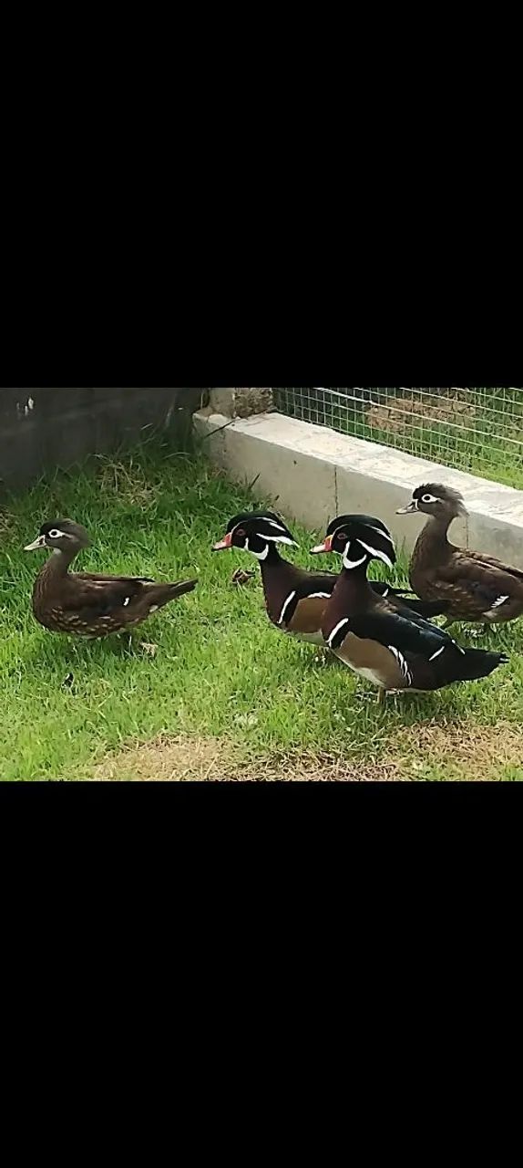 Patos carolina para venda