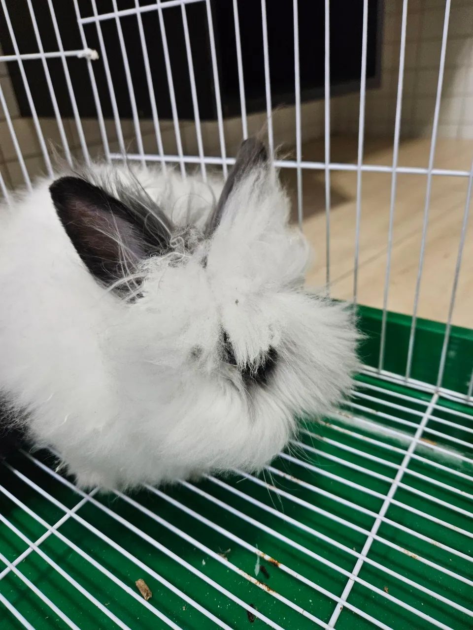 Coelhinho Angorá disponível para venda - Foto 3