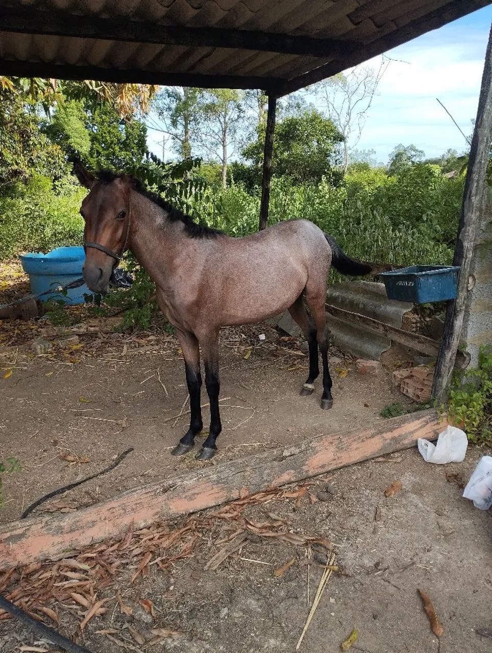 Vendo essa potra  - Foto 2