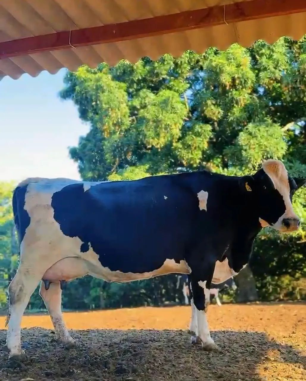 18 Vacas Leiteiras (não sou corretor)  - Foto 2