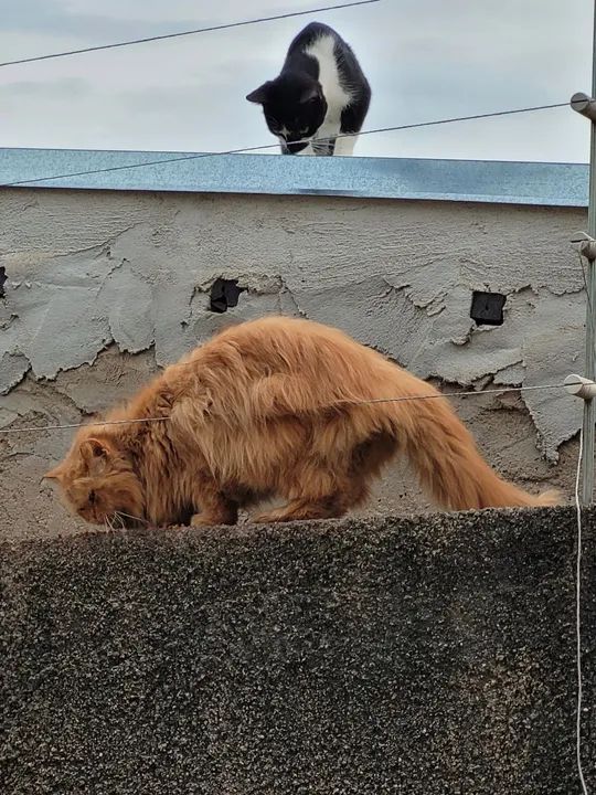 Doação - Gato Persa perdido - Foto 3