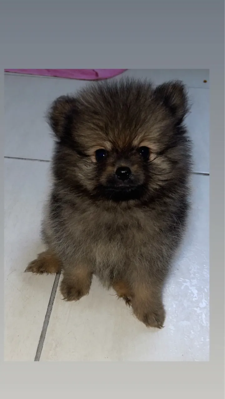 Filhote de Spitz Alemão - Mini Ursinho