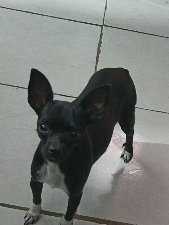 Cachorro pequeno para adoção