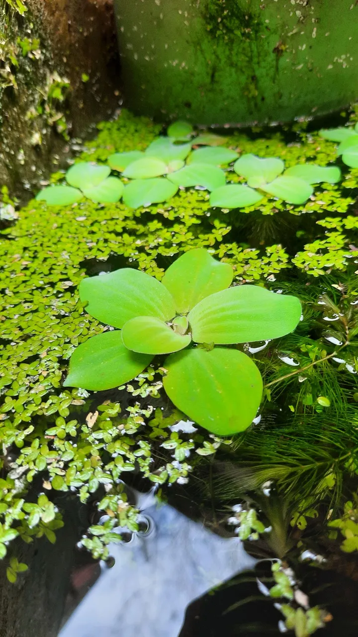 Plantas aquáticas para aquário ou lago 5 reais