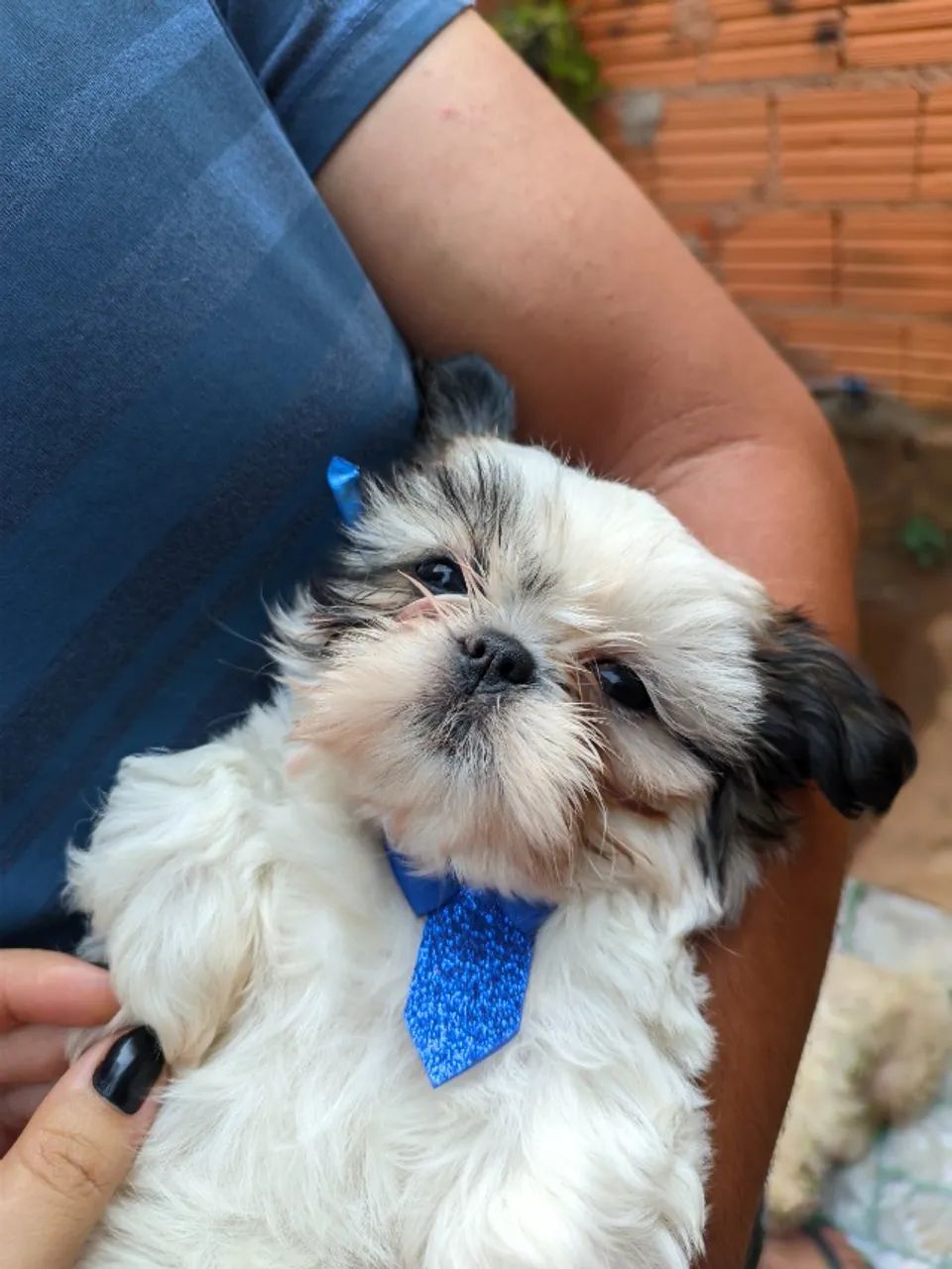 Shih tzu raça Cachorros Francisco Sá 1445458098 OLX