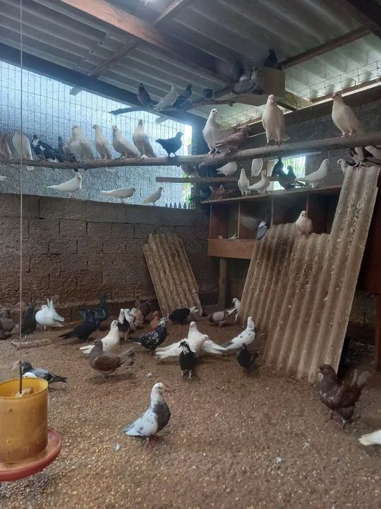 Frangos Caipiras -  - Foto 5