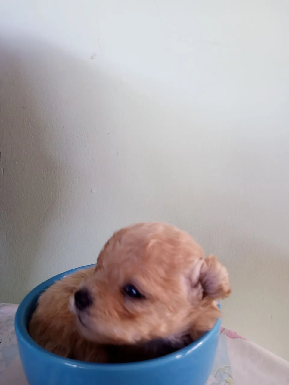 Filhote de Poodle Mini Toy - Fofo e Charmoso!