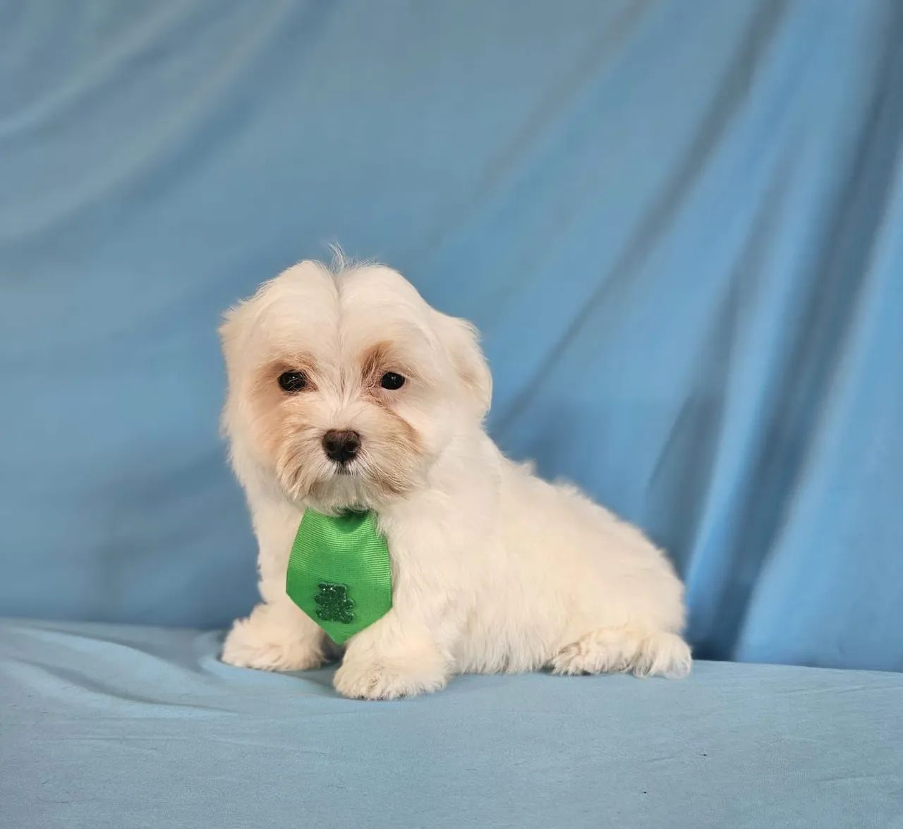 MALTÊS  - FILHOTES LINDOS - Foto 5