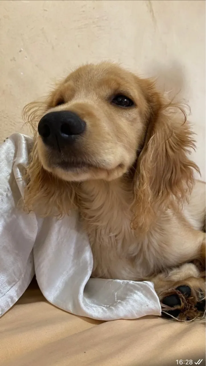 Cocker Spaniel Inglês