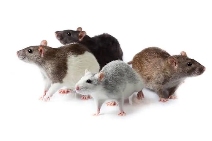 RATOS - MERCOL - TWISTER