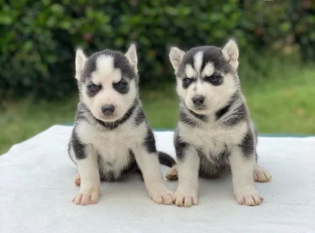 Husky Siberiano, os doguinho mais fofinhos. 