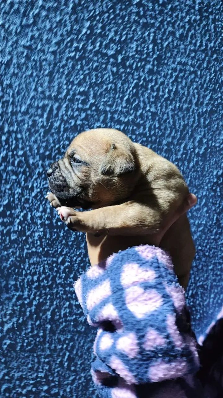 Filhotes de Bulldog americano - Lindo e Saudável! - Foto 2