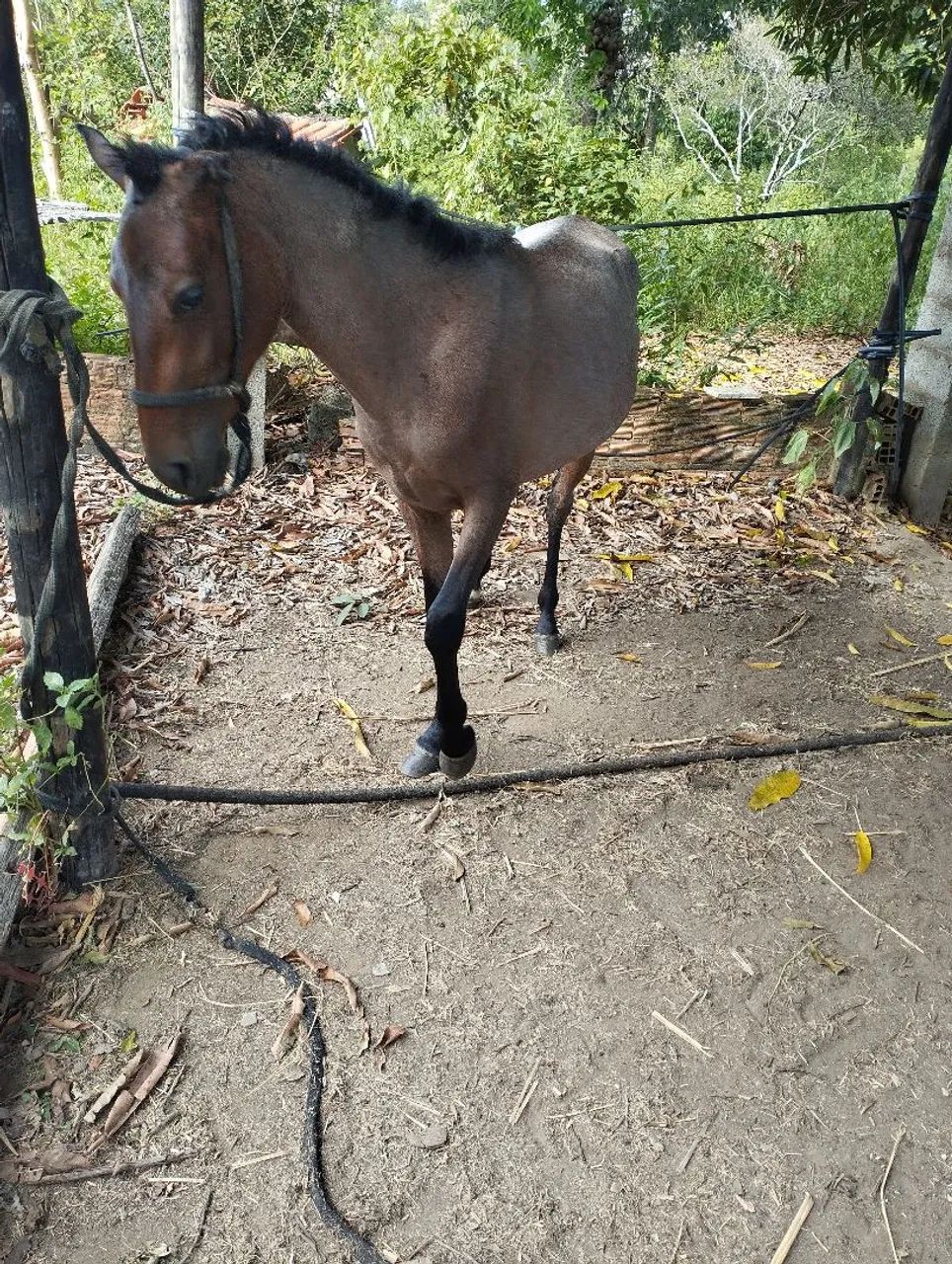 Vendo essa potra  - Foto 4