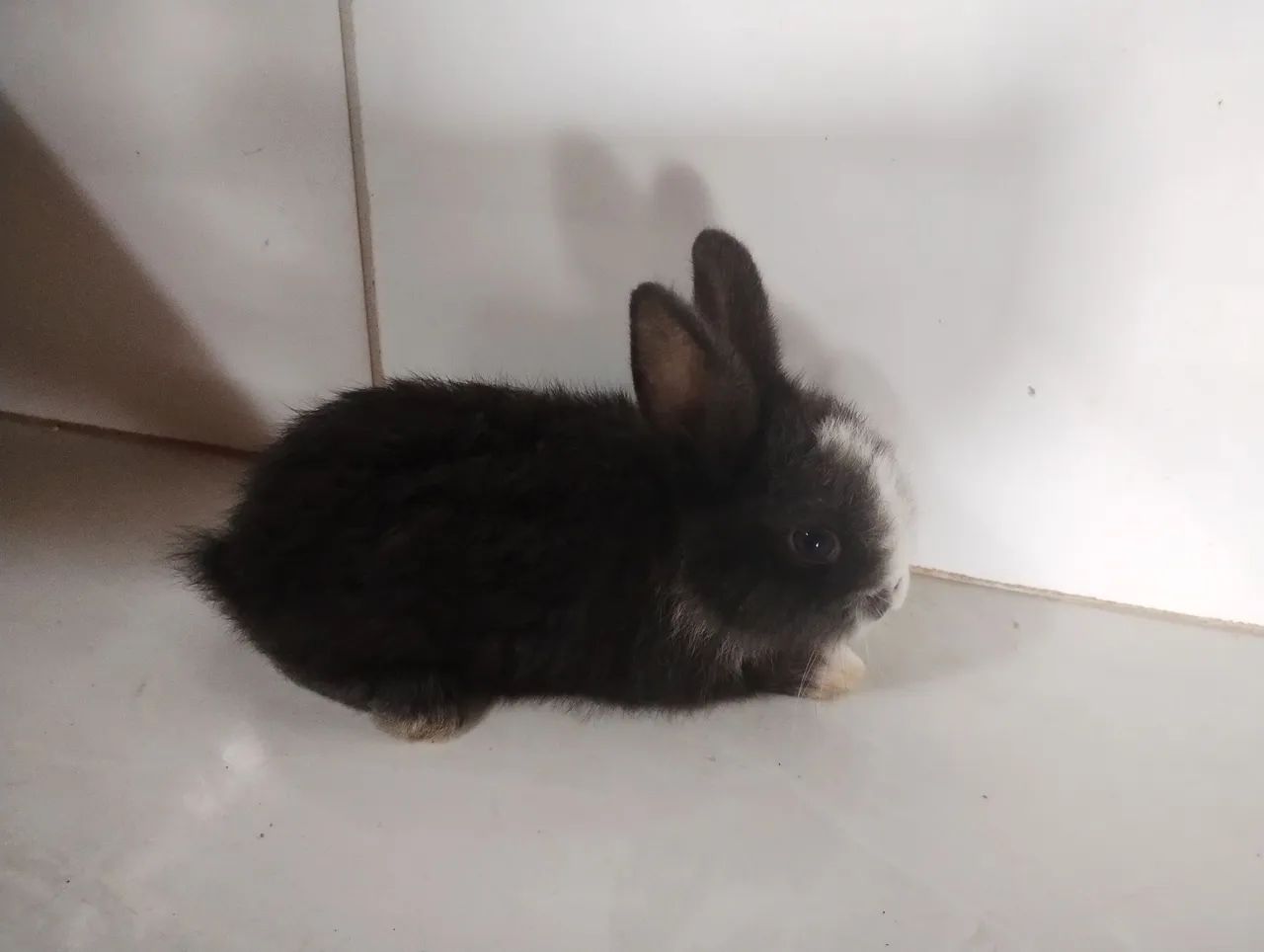 Coelhinho fofinho  - Foto 2