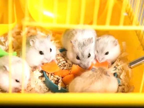 Syrian Hamster64842117781634122