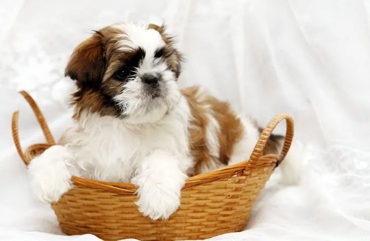 Shih-Tzu: Filhotes Chocolate e Branco, machos!! 