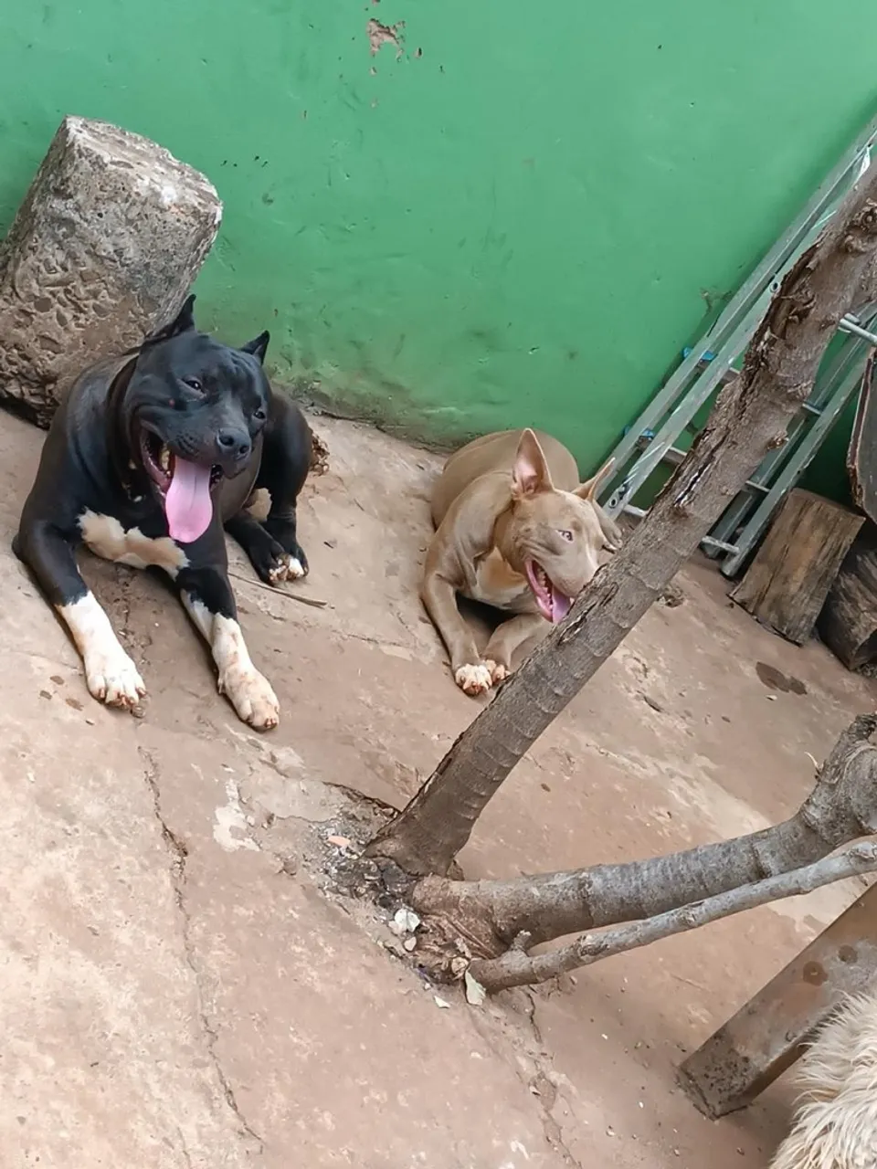 Vendo filhotes !!! Maxo e fêmea