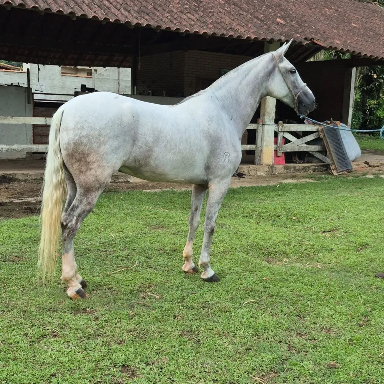 Cavalo mangalarga machador - Foto 6
