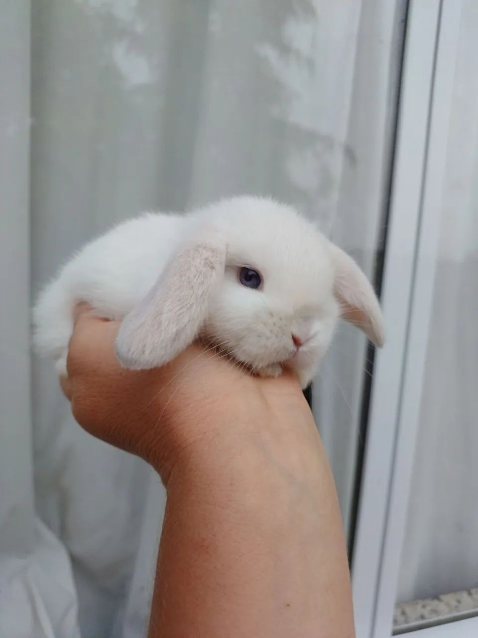 Coelho Mini Lop  - Foto 4