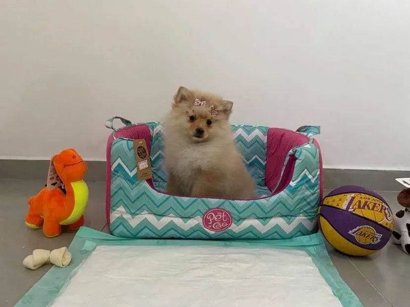 Lulu da Pomerania Anão filhotes com procedência  - Foto 4