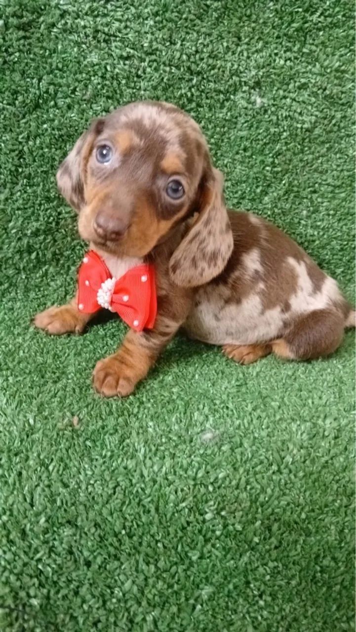 Dachshund Arlequim perfeito lindo de encantar  - Foto 3