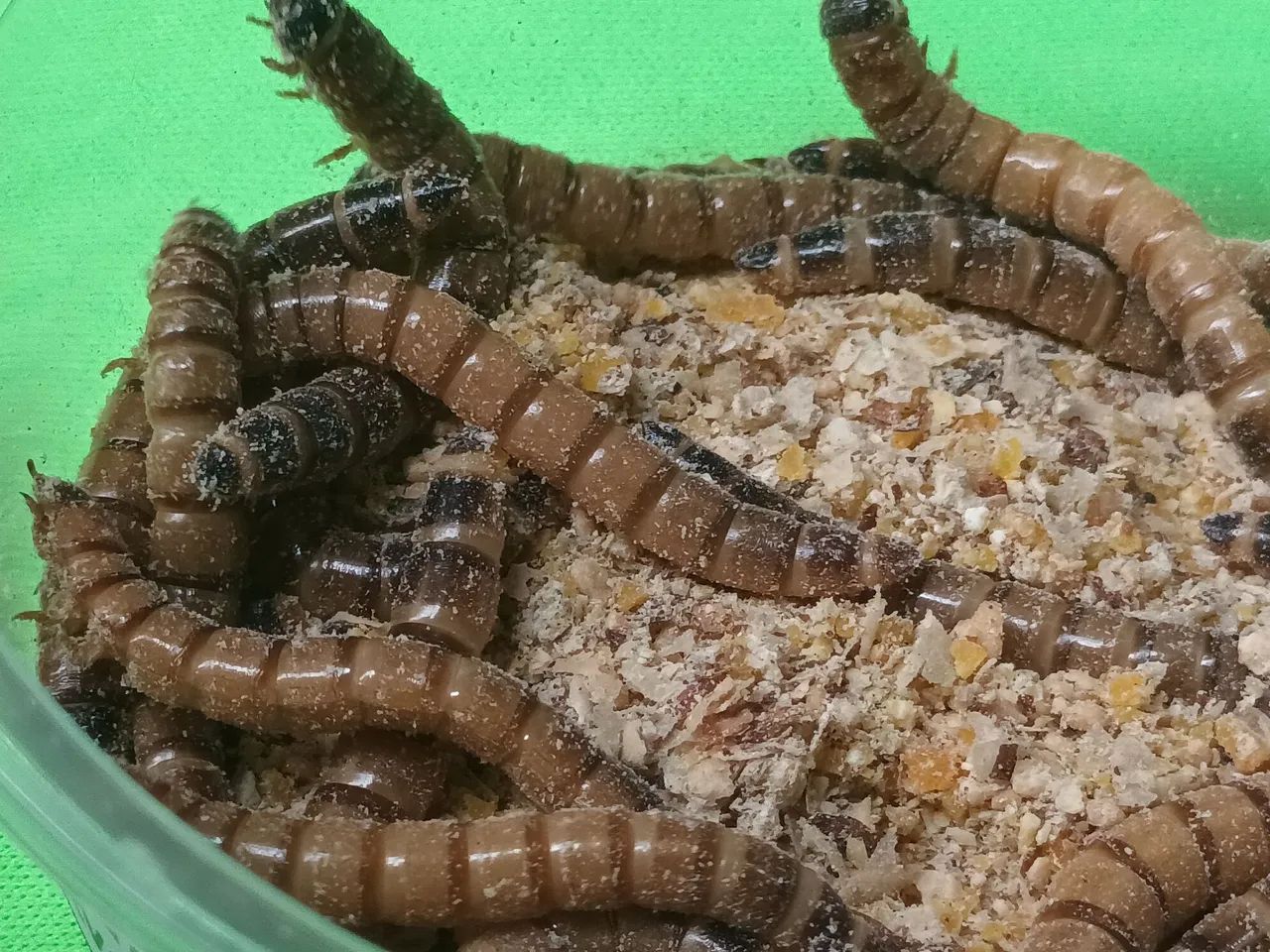 Tenebrio gigante  - Foto 4