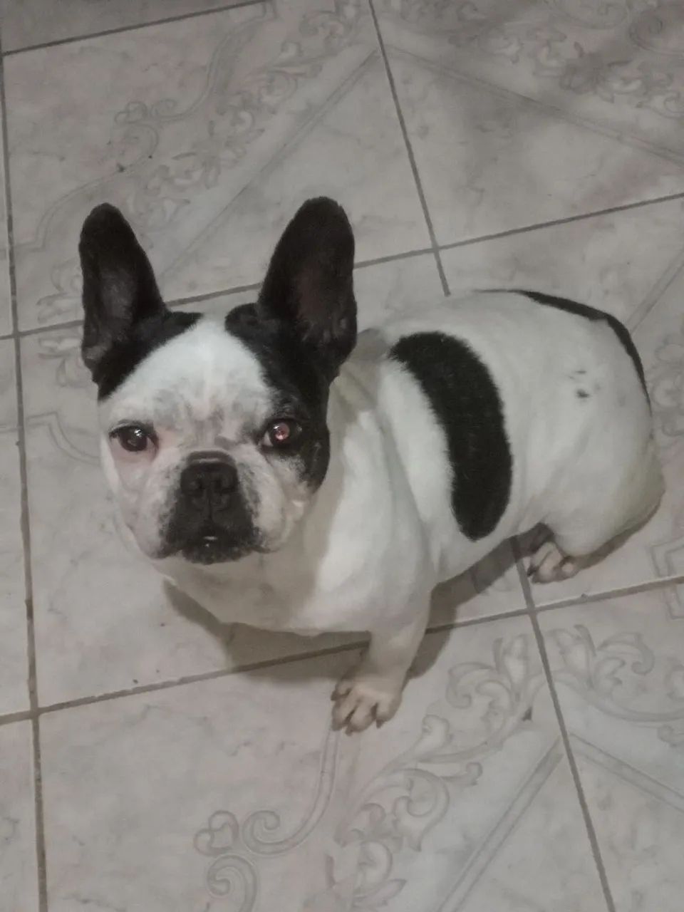 Bulldog fêmea Microchipada venda  - Foto 2