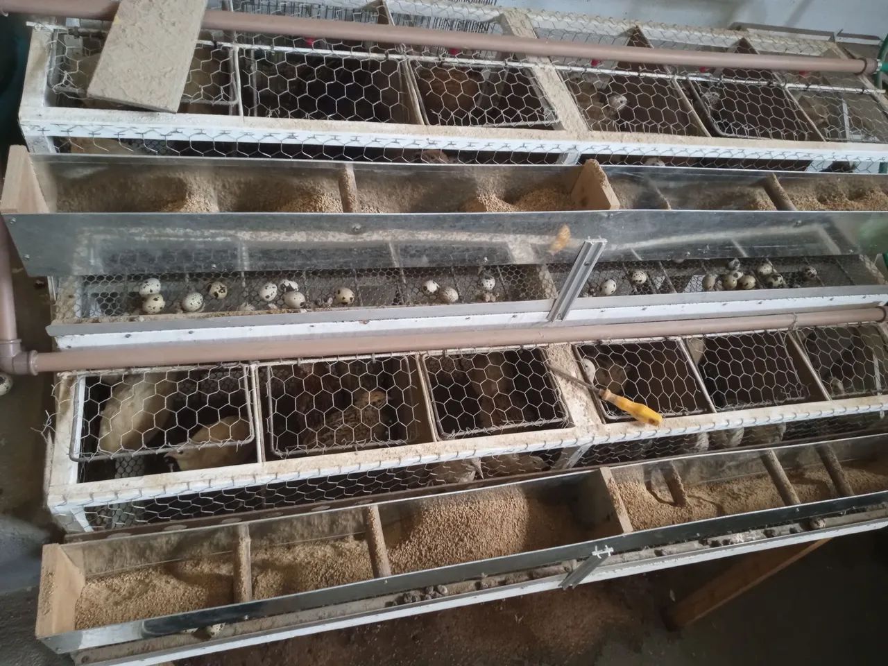 Ovos galados codornas gigantes. - Foto 3