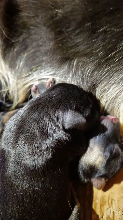 PASTOR ALEMÃO CAPA PRETA PELO LONGO - Foto 2