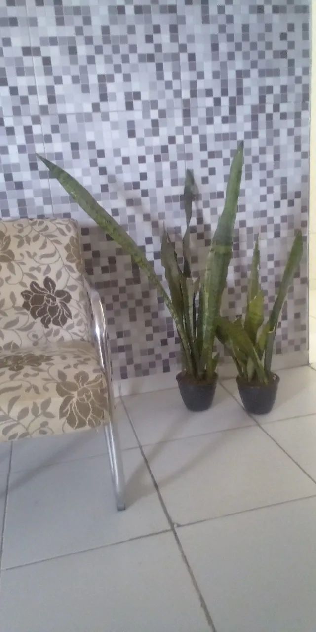 Planta Espada de São Jorge ( Faço entrega) - Foto 6