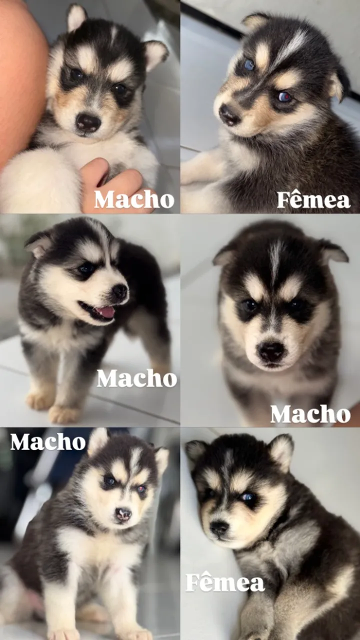Filhote de Husky Siberiano