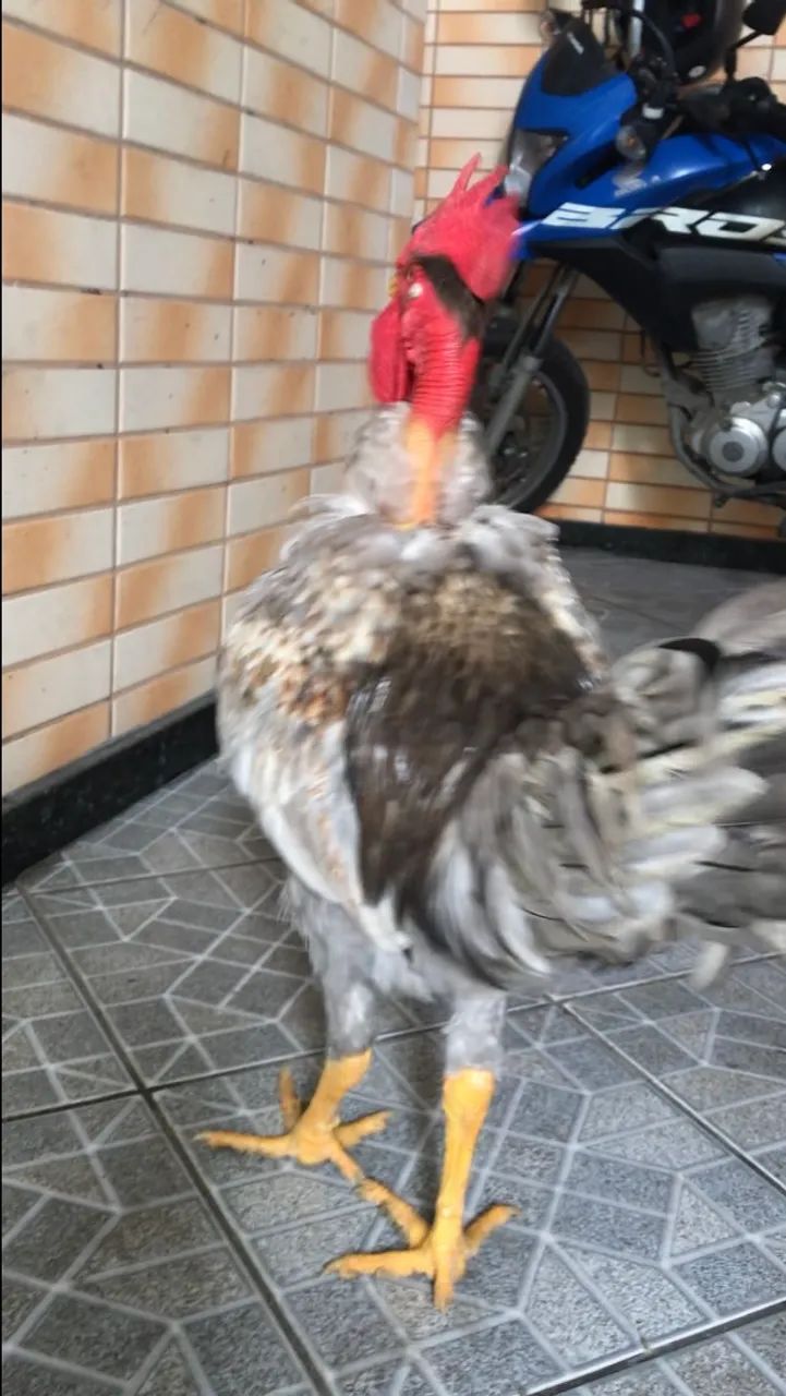 Galo Mestiços caipira com índio - Foto 2