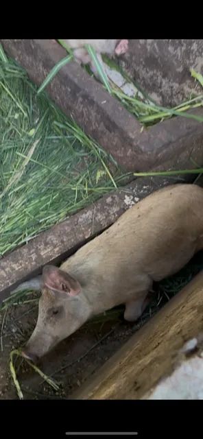 leitões porcos - Foto 5