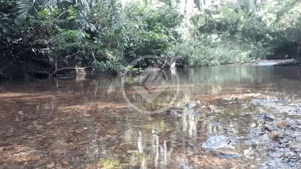 Fazenda, sentido cacéres, porteira fechada, com 35 vacas, 2 éguas, trator 265 com lamina,  - Foto 6