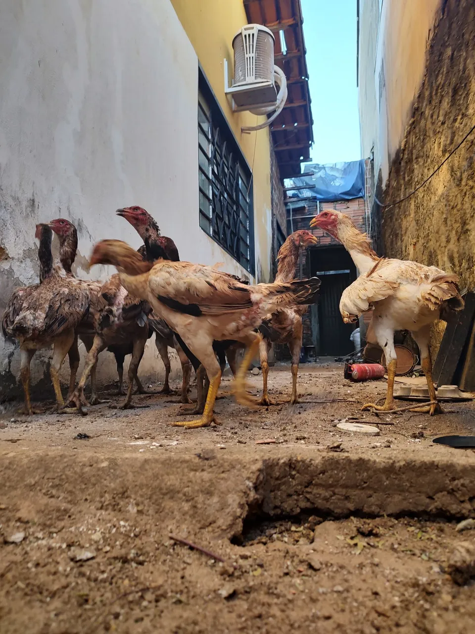 Galinhas e Galos Jovens para Criação