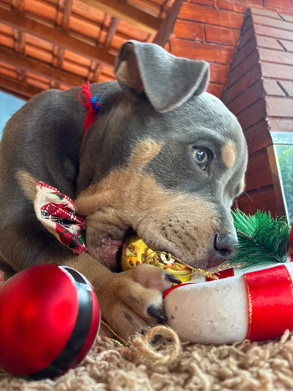 American bully - Micro  - Foto 2