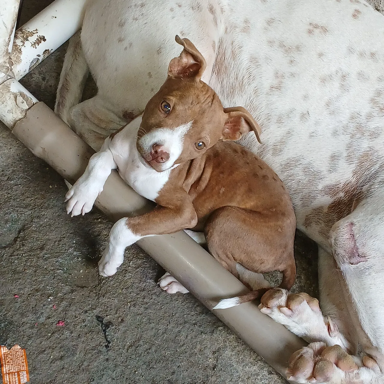 Filhote de Pitbull adorável para adoção