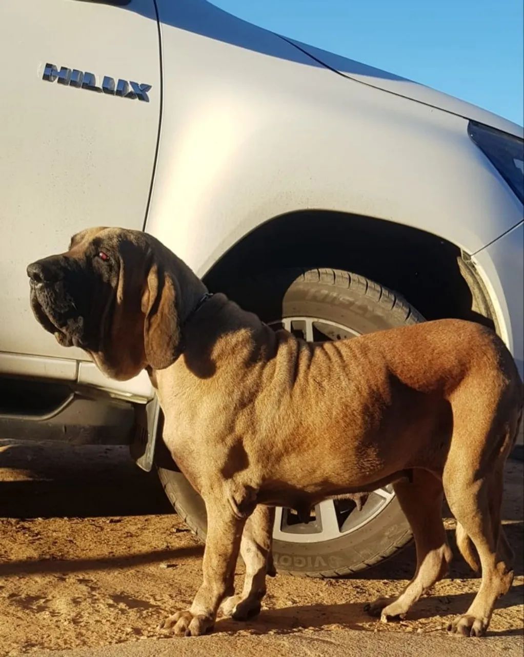 Fila Brasileiro - Filhotes de Alto Nível  - Foto 3
