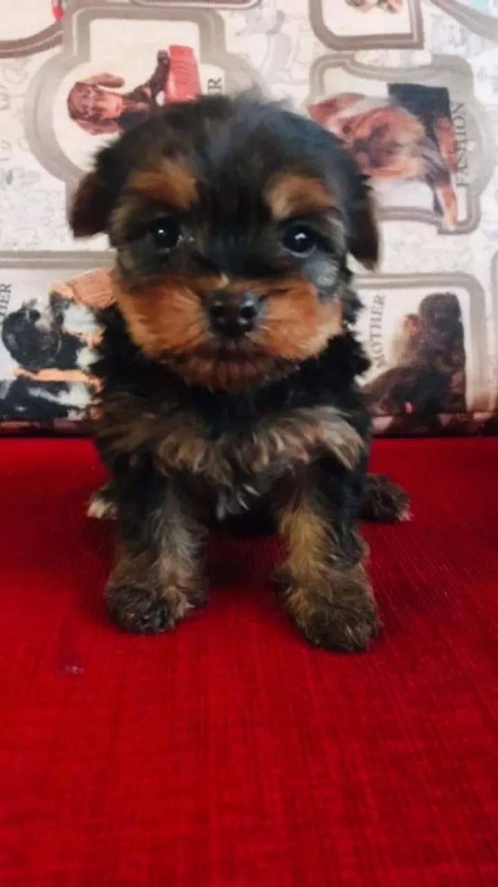 yorkshire mini