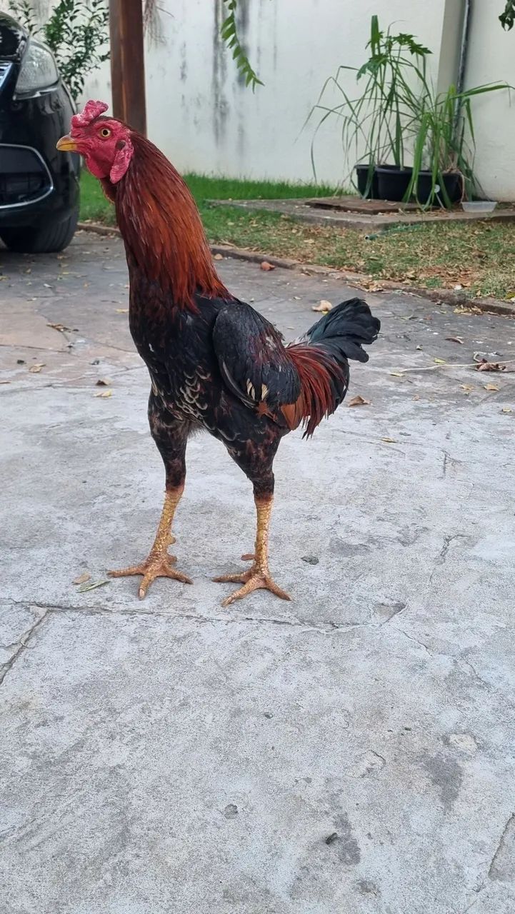 Frango índio - Foto 4