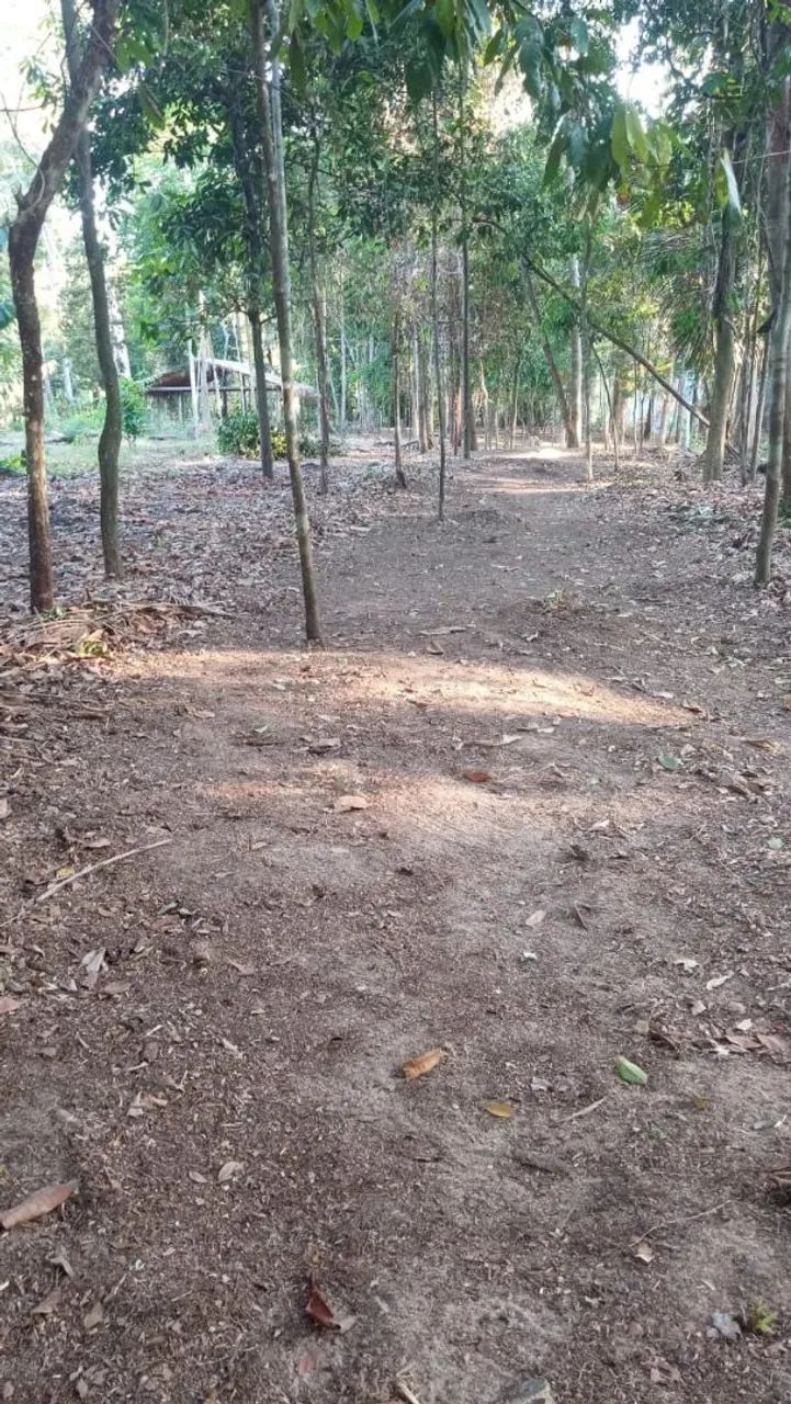 Terreno em Belterra com igarapé  - Foto 3