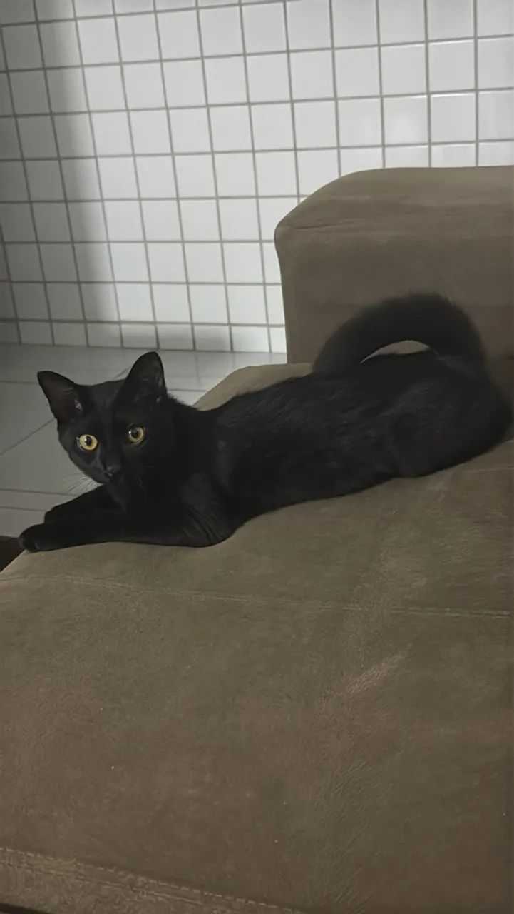 GATO MACHO PRETO  - Foto 3