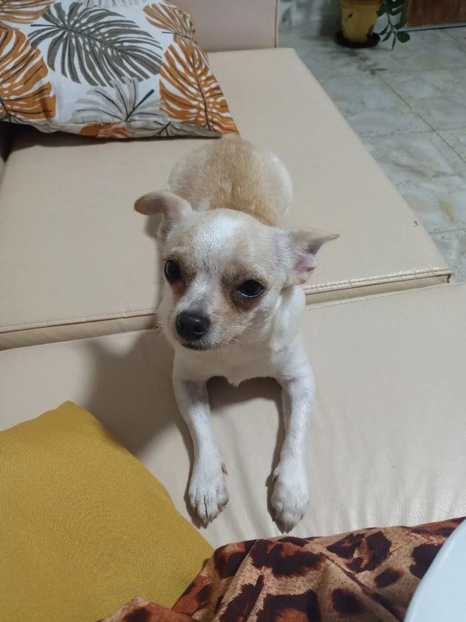 Chihuahua Mãe e Filho  - Foto 5