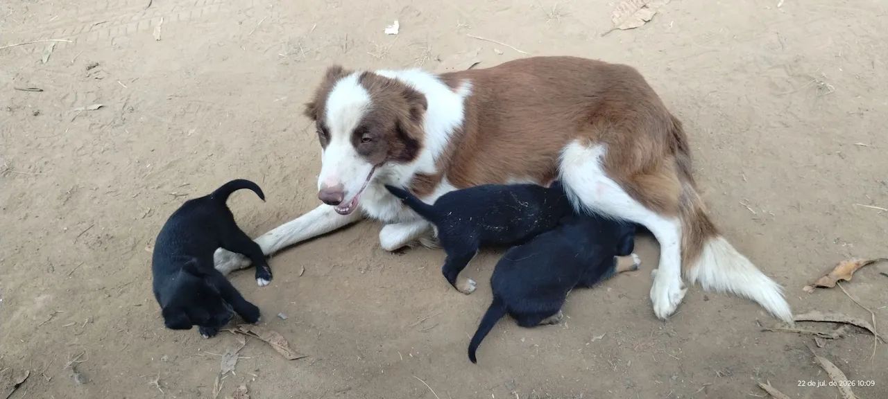 Cachorro  - Foto 3