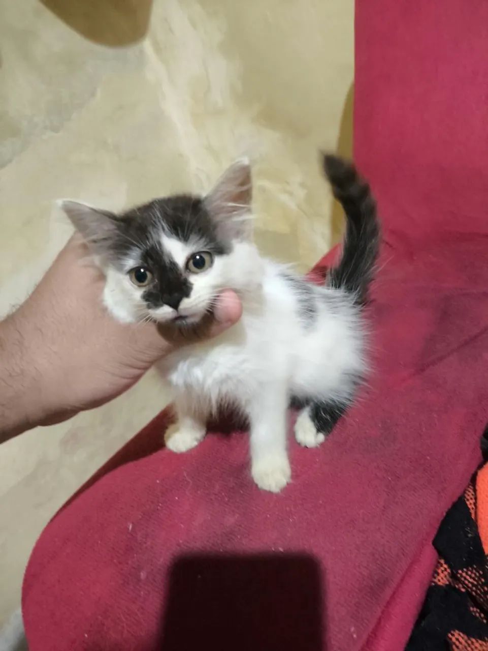 ADOÇÃO DE GATA